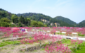 重庆巴南区：“金田花开·泉享生活”第二届寻春旅游消费季邀市民共享春日好时光