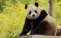 美国第一夫人宣布熊猫年内重返华盛顿，美国熊猫迷们激动坏了