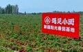 遇见小面全新升级新疆阳光番茄系列餐品