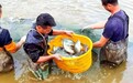 “智慧养鱼”解锁乡村产业振兴“新密码”