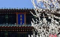 北京：景山万春亭旁山桃花盛开