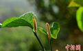 珍稀民族香料植物麻根胡椒在西双版纳回归引种后首次开花