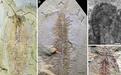 研究揭示5.18亿年前澄江生物群“奇丽灰姑娘虫”精细软体结构