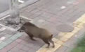 街头惊现野猪到处横冲直撞，抓捕现场曝光