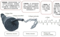 重组人源化胶原蛋白“黄金时代”到来 国货抗老品牌花皙蔻领航潮流前沿