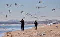 河北秦皇岛：海鸥觅食 美景如画