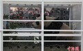 三只旅比大熊猫启程回国 比利时“熊猫迷”依依惜别