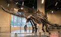 世界最昂贵的恐龙化石在美国纽约展出