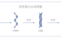 内源抗老品牌asakado 以实际效果赢得用户口碑