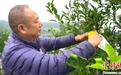 四川碾盘村新农人蒲猛的“柑橘梦”：让家乡重焕生机