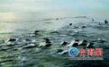 五六十只海豚“打卡”东山海域
