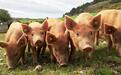 中国对欧盟猪肉展开反倾销调查，分析人士：将对欧盟猪价造成一定冲击