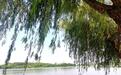 来这个公园吧！湖边垂柳，清风拂面，别有一番夏日风味