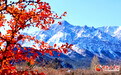 陇拍客|张掖：雪后祁连山国家公园景色美
