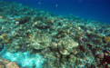 全球珊瑚白化现象范围扩大