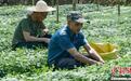 （走进中国乡村）广西荔浦绞股蓝：深山野草畅销海内外
