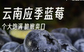 刘强东AI数字人直播强推 京东超市“百亿农补”9.9元蓝莓吸引十倍流量
