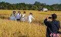 抓住秋天的尾巴 广西南宁市民“抢拍”稻田