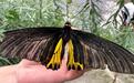 惊艳！重庆雪宝山发现中国最大的蝴蝶之一“金裳凤蝶”，系国家二级保护动物