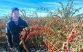 青海：政银协作催生柴达木枸杞百亿产业链
