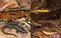 科研人员在云南文山发现一蜥蜴新种，命名为“招龙棱蜥”