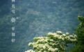 邂逅桐花雪，醉意酒仙湖|五一假期，到酒仙湖景区赏花问酒且偷闲