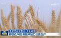 【在希望的田野上·三夏时节】麦收近八成 新技术助力三夏生产