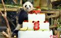 广西熊猫“兄妹”庆8岁生日