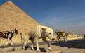 埃及金字塔，“金字塔犬”成热门景点