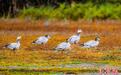 四川炉霍：候鸟成群结队迁徙湿地成鸟类“乐园”