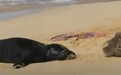 狗未栓绳咬死濒危海豹幼崽 美国夏威夷2人被罚款2万美元