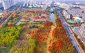 江苏泗洪：城市公园初冬美如画