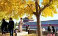 北京迎来最美秋色 银杏树吸引游客打卡