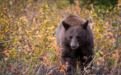 美国公布案例：猎杀野生黑熊烤着吃，一家6口患上罕见疾病