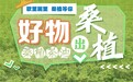 好物出桑植④ | 桑植茶油