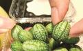 120元一斤的“拇指西瓜”，你尝鲜了吗？真身是“墨西哥酸黄瓜”
