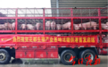 越秀集团花都农业高质量发展，100多头活猪顺利启程运往香港