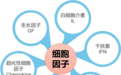 胡曼智造与您分享细胞间的交流“信使”——细胞因子