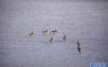 内蒙古呼伦贝尔：野生黄羊踏雪撒欢