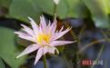 成功率仅1%！“跨界”杂交培育的睡莲“洛神”开花了，能在武汉自然越冬