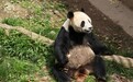 中国大熊猫保护研究中心：大熊猫“彤彤”6月突发疾病死亡