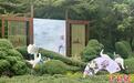 陶然亭公园菊花文化节将开幕  20余万株精品花卉“携秋归”