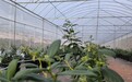 突破西南地域种植挑战，雷马蓝莓专用膜精准满足多区域种植需求