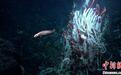 国际最新研究在海底之下发现动物生命 为深海复杂生境提供新认知