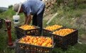山东新泰：欧李进入收获期