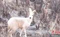 青海首次影像记录到白色马麝