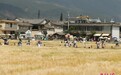 云南大理喜洲金色麦田吸引游客打卡