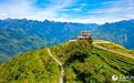 西藏墨脱：“小茶叶”成致富“金叶子”