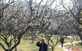 广州萝岗香雪公园梅花盛放引游人