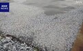 北海道一地发现大量被冲上岸的沙丁鱼尸体，遍布沿岸1公里地区